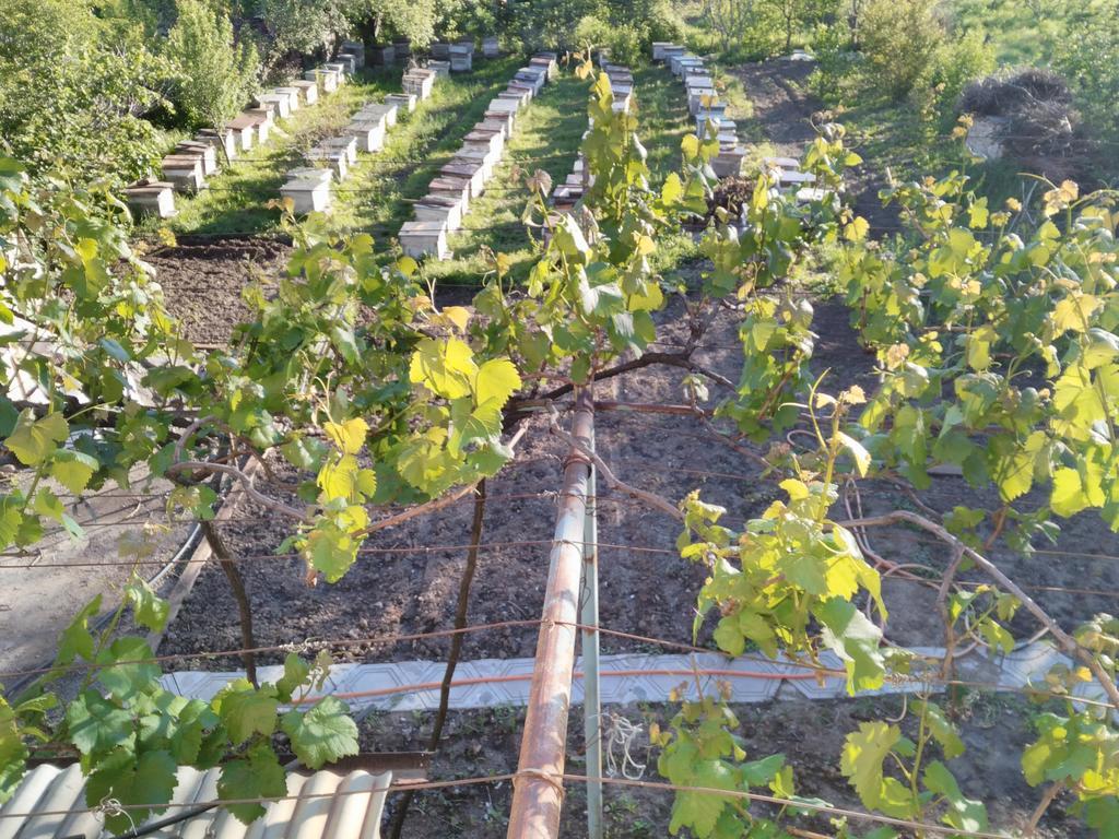 Gogi Dvalishvili Wine Cellar Гори Екстериор снимка